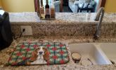 Tricolor and White Basset Hound Christmas PoinsettIas Dish Drying Mat Absorbent Dish Drying Mat Pad for Kitchen Counter Dish Drainer Mat for Counterto