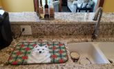 American Eskimo Christmas PoinsettIas Dish Drying Mat Absorbent Dish Drying Mat Pad for Kitchen Counter Dish Drainer Mat for Countertop, 14 x 21"